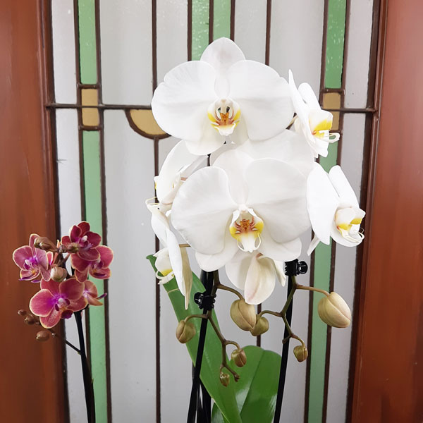 Simply Flowers N Things | 119 Henderson Ave Unit 2, Markham, ON L3T 2L3, Canada | Phone: (800) 267-8164