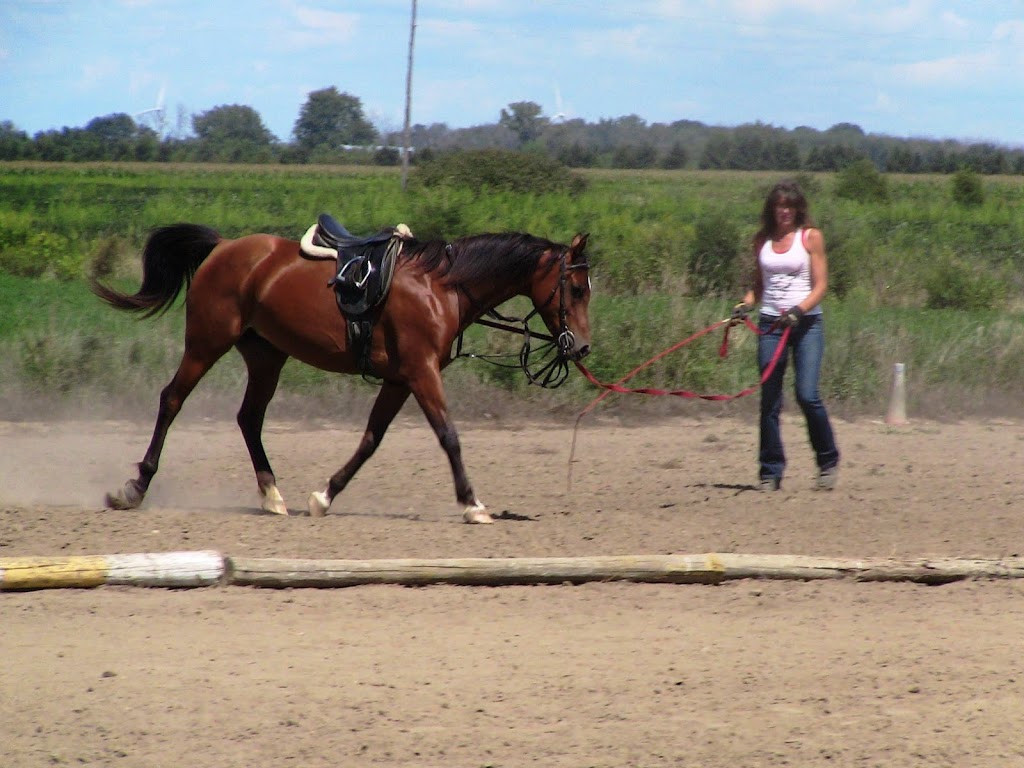 Symphony Stables | 778 County Rd 37, Wheatley, ON N0P 2P0, Canada | Phone: (519) 825-9708