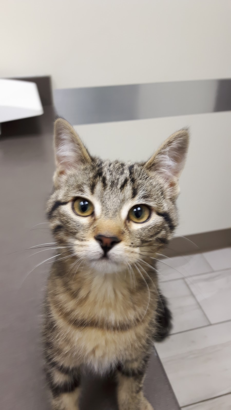 Rutherford Veterinary Clinic | 11464 17 Ave SW, Edmonton, AB T6W 2S5, Canada | Phone: (780) 761-0350