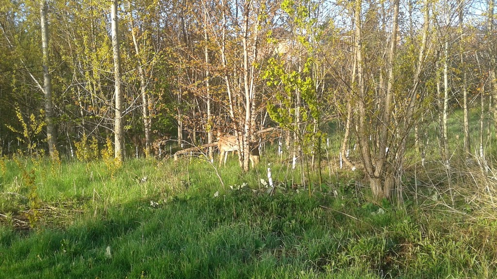 Camden Park East | 26 Etobicoke Creek Trail, Brampton, ON L6Z, Canada