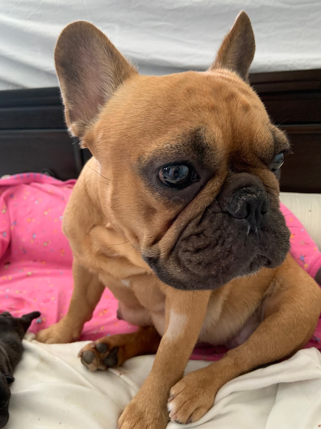 Jaklins Bulldogs. French Bulldog breeder & puppies for adoption | n/a, Manilla, ON K0M 2J0, Canada | Phone: (647) 539-5040