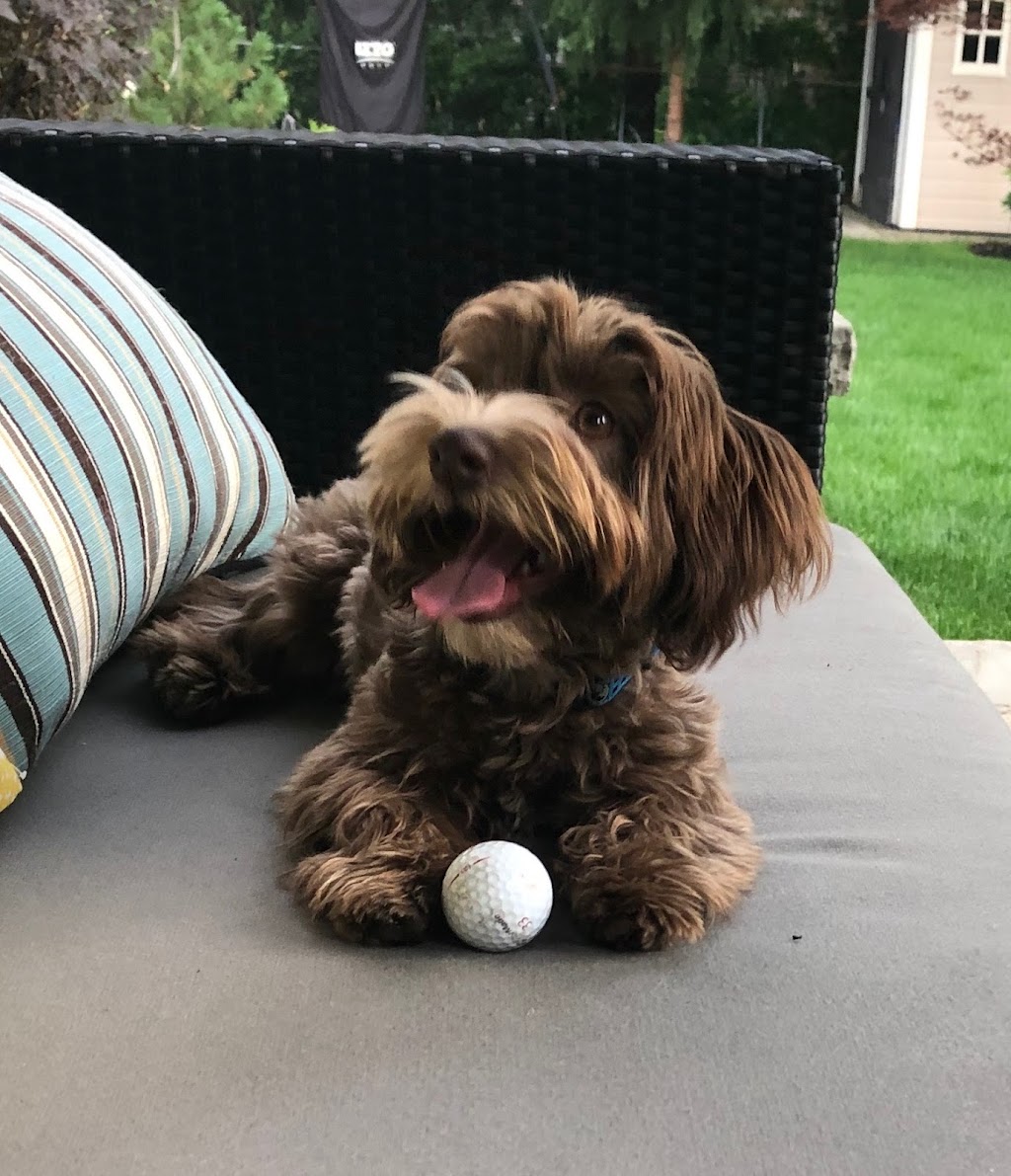 Moors Havanese | B24525, Side Rd 17, Beaverton, ON L0K 1A0, Canada | Phone: (705) 426-1517
