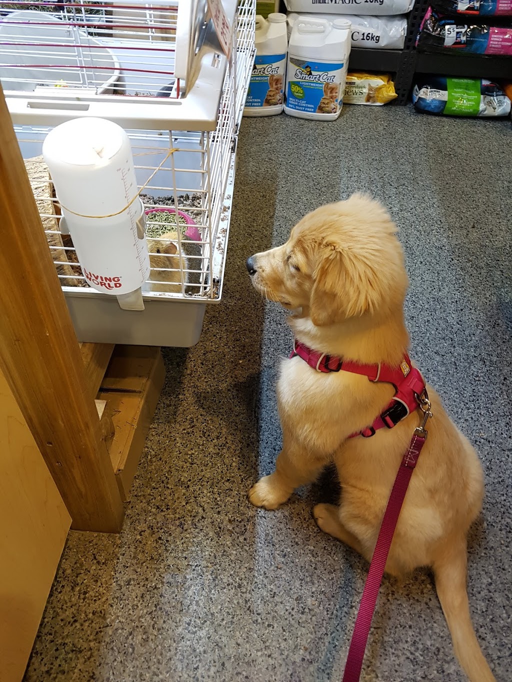 Pet shop Chico Mirabel (Saint-Canut) | 13845 Chemin St Simon, Mirabel, QC J7N 1P3, Canada | Phone: (450) 504-3771