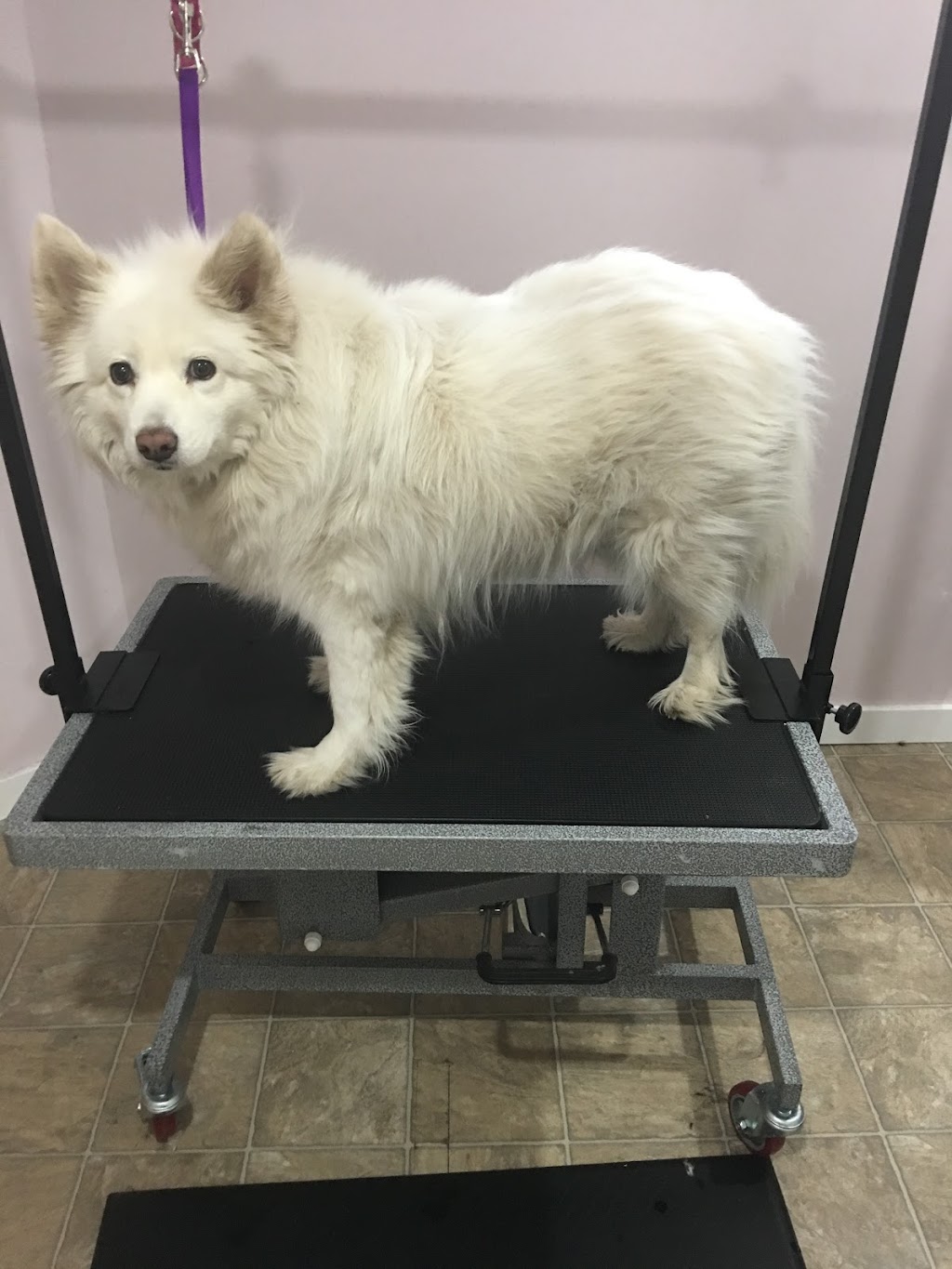 Goodfellow Pet Services | 8997 96 Ave, Fort Saskatchewan, AB T8L 1E3, Canada | Phone: (780) 910-4182