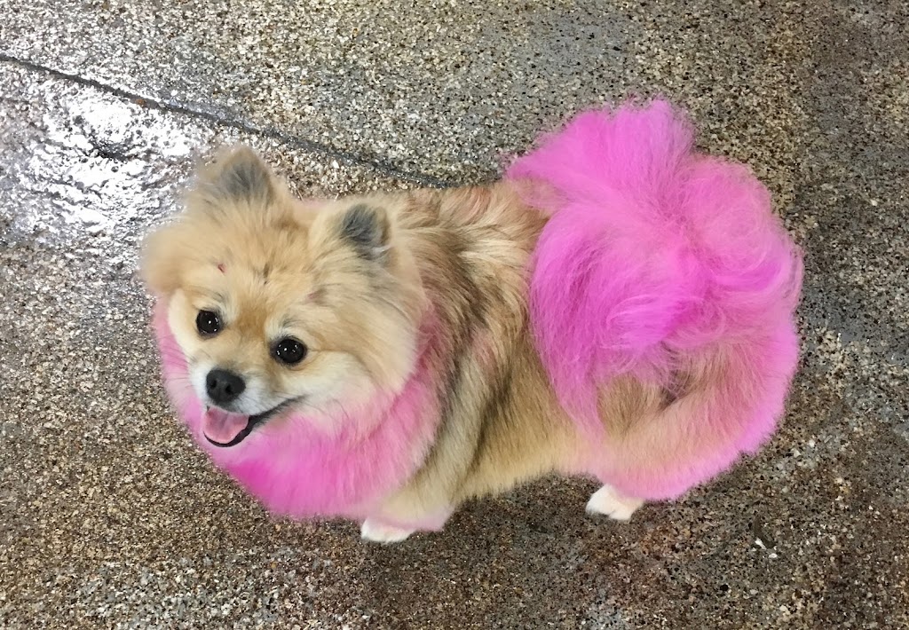 Gucci Poochi | 2214 Clarke St, Port Moody, BC V3H 1Y7, Canada | Phone: (604) 499-4766