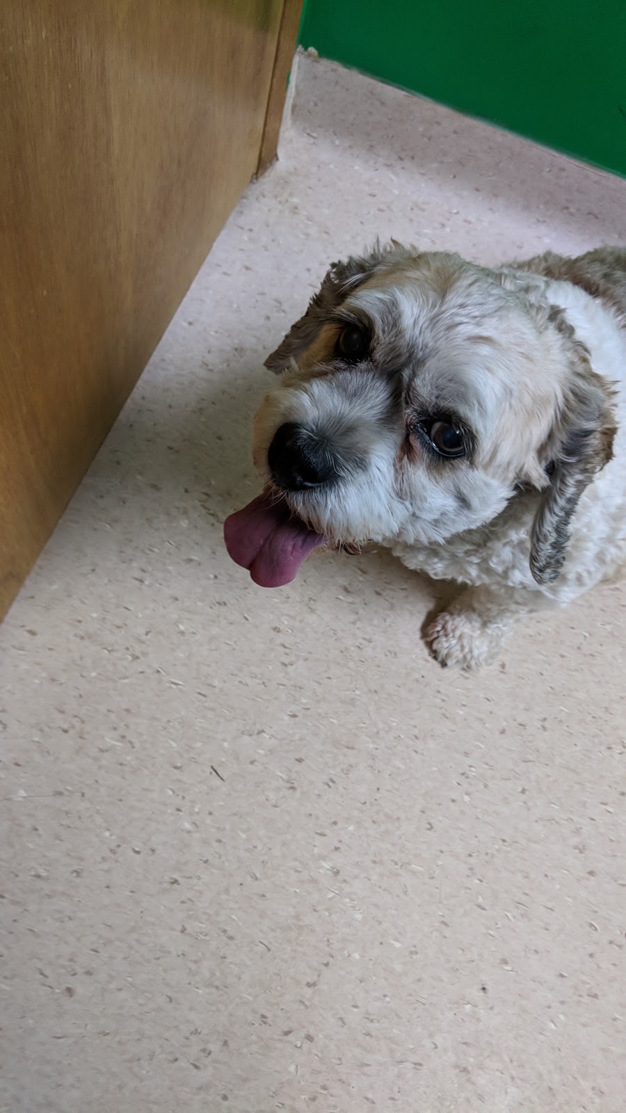 Selkirk Veterinary Services | 6 Wersch St, Selkirk, MB R1A 2B2, Canada | Phone: (204) 482-5720
