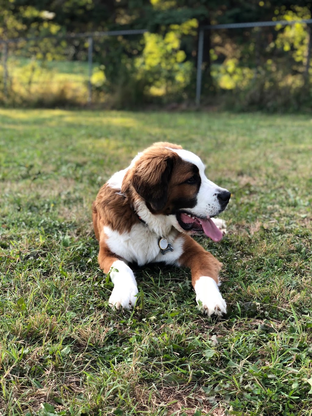 PEI Humane Society | PEI Humane Society, 309 Sherwood Rd, Charlottetown, PE C1E 0E5, mailing, 309 Sherwood Rd, Charlottetown, PE C1A 9E3, Canada | Phone: (902) 892-1190