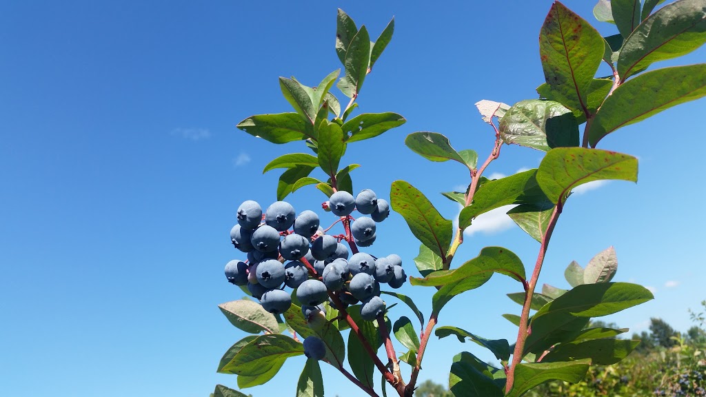 Blue Ridge Farm | 220 Arnold Rd, Waterville, NS B0P 1V0, Canada | Phone: (902) 691-1945