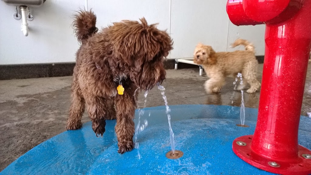 Creature Comforts Pet Resort | 1437 Pontiac Rd, Angola, NY 14006, USA | Phone: (716) 549-1761