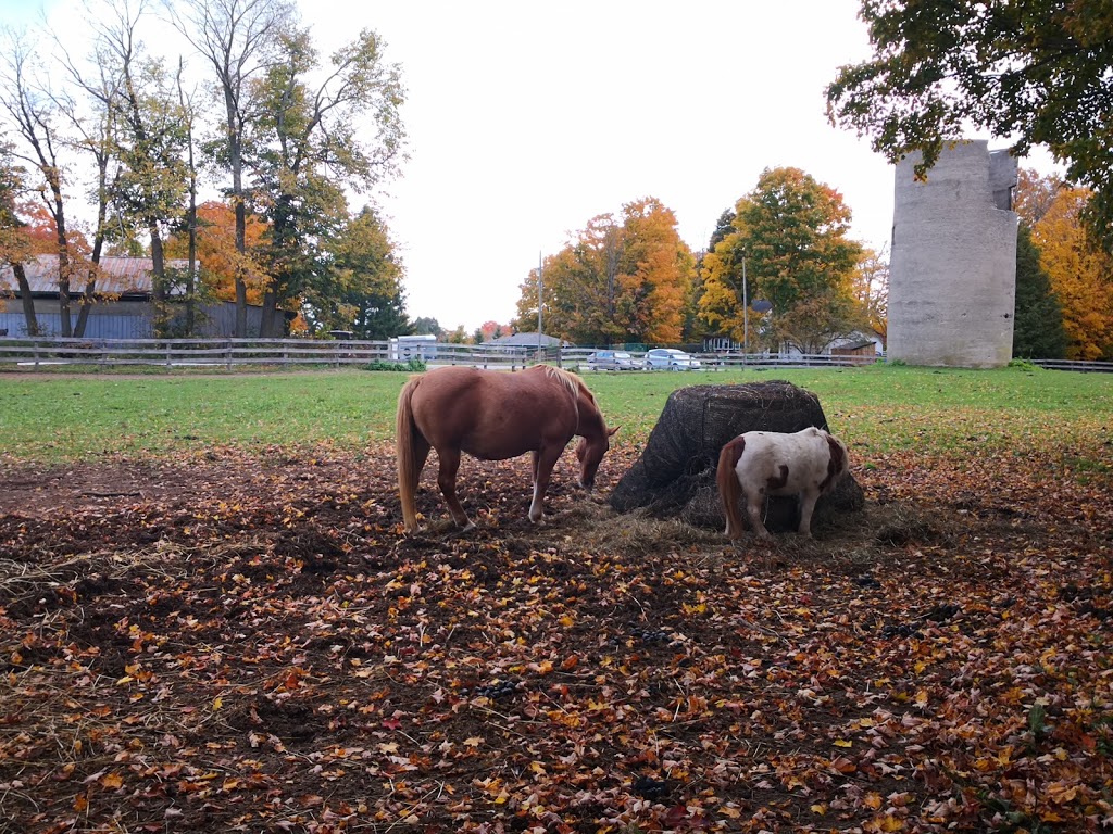Natures Run Equestrian | 775 High Point Rd, Port Perry, ON L9L 1B3, Canada | Phone: (226) 236-8510