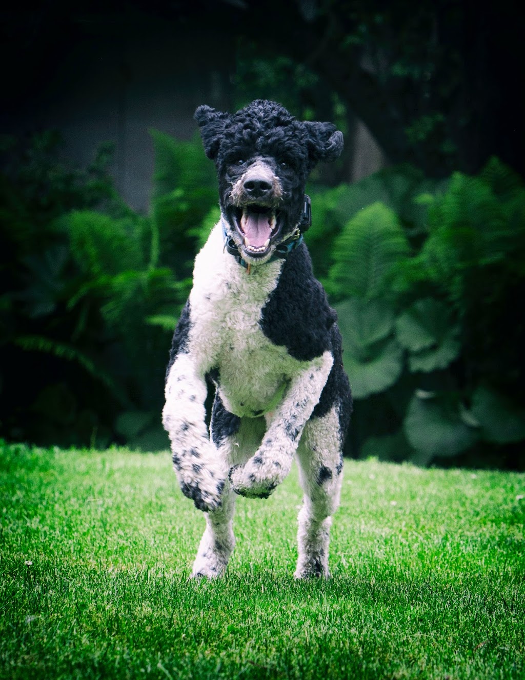 Perfect Dog For Life Off Leash K9 Training | 2092 Foreman Rd RR6, Cambridge, ON N1R 5S7, Canada | Phone: (519) 222-8686