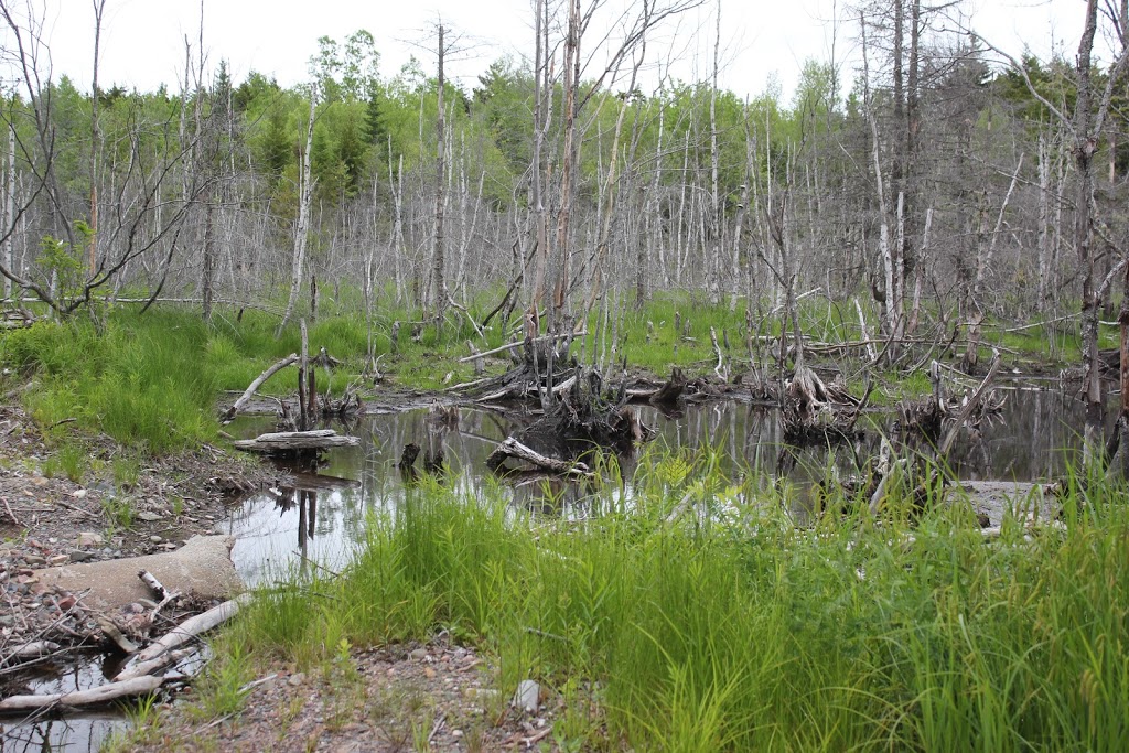 Saint John ATV Club Trail Head | 201 Upper Quaco Rd, Simonds Parish, NB E2S 2T2, Canada | Phone: (506) 657-8470