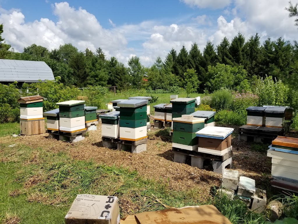 Huckleberry Hives | 4505 46 Line, Gads Hill, ON N0K 1J0, Canada | Phone: (519) 274-2689