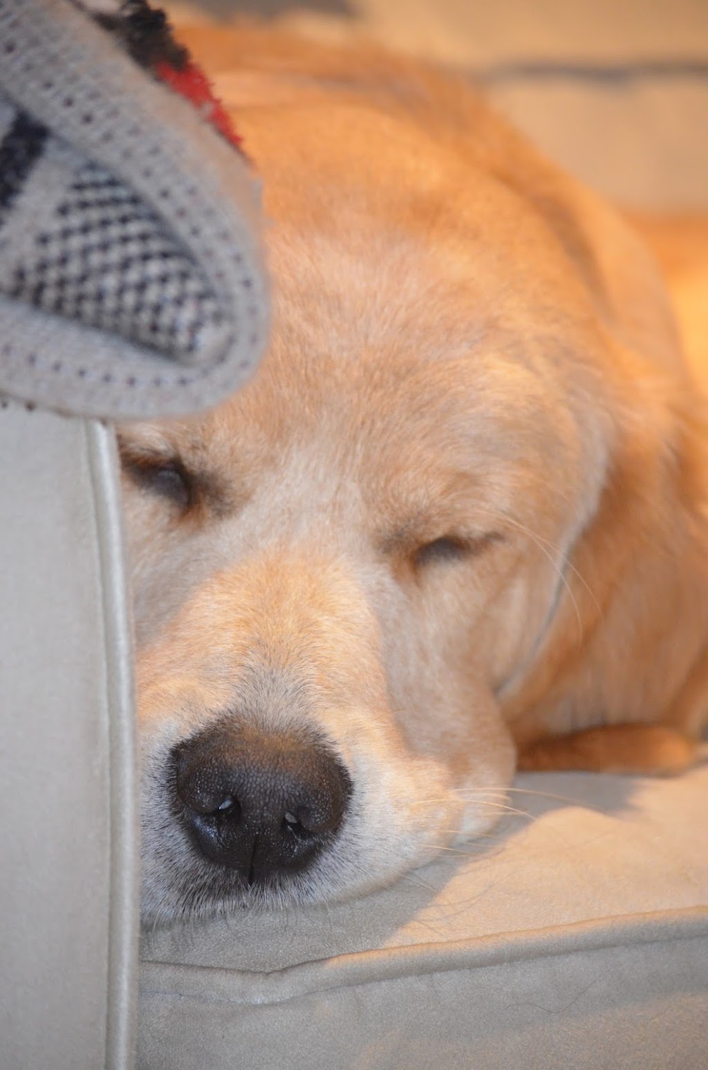 Goldenbreez Kennels | 5790 Wellington County Road 4, Palmerston, ON N0G 2P0, Canada | Phone: (519) 343-3013