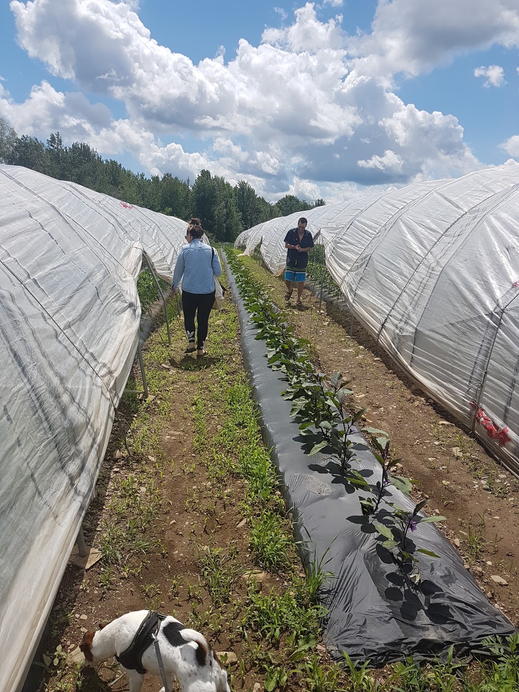 Coop - Pied de Céleri | 255 Rue Bruce, Dunham, QC J0E 1M0, Canada | Phone: (450) 775-8036