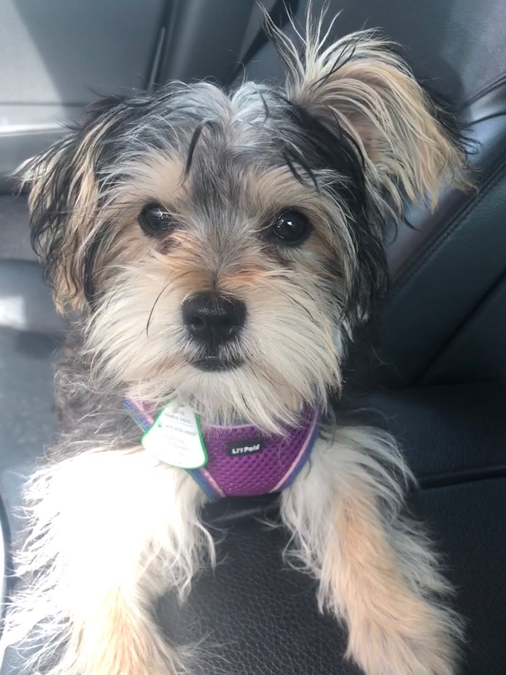 Bristol Veterinary Hospital | 1525 Bristol Rd W #2, Mississauga, ON L5M 4Z1, Canada | Phone: (905) 858-5959