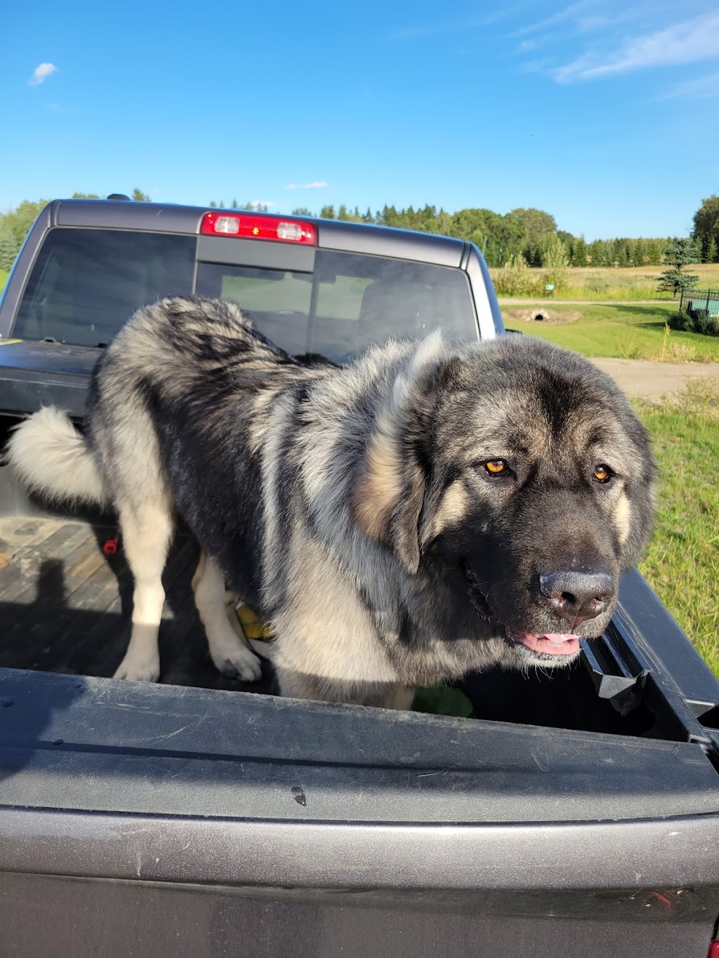 Bowser & Co Dog Groomers | 16625 83 Ave NW, Edmonton, AB T5R 3V8, Canada | Phone: (780) 483-2507