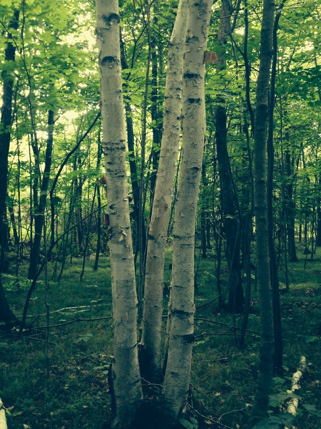 Chaumont Barrens Nature Preserve | 29924 Van Alstyne Rd, Chaumont, NY 13622, USA | Phone: (315) 387-3600
