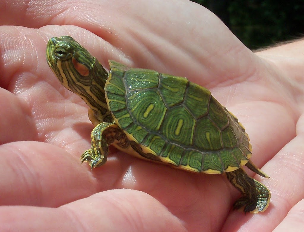 T T Aquarium&Pets | 1160 Albion Rd, Etobicoke, ON M9V 1A8, Canada | Phone: (647) 349-3732
