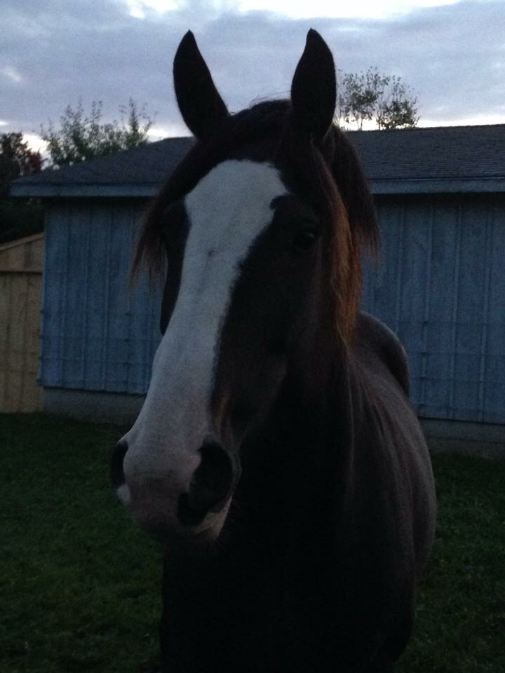 Shamrock Equestrian Center | 552365 Side Rd 55, Holstein, ON N0G 2A0, Canada | Phone: (519) 334-4067