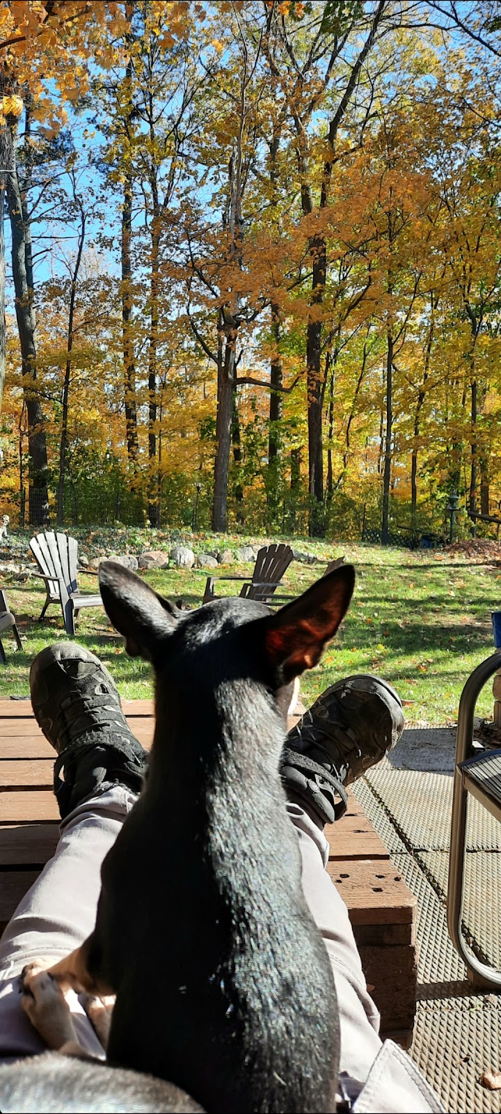 K9 Cottage | Parkwood Dr, Cambridge, ON N1S 3K8, Canada | Phone: (519) 223-5207