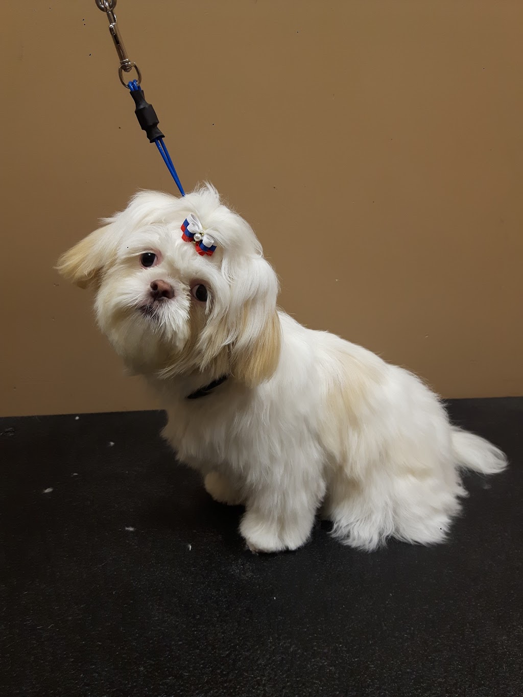 Pet Valu | 119 Lakeshore Rd, St. Catharines, ON L2N 2T6, Canada | Phone: (905) 646-0401