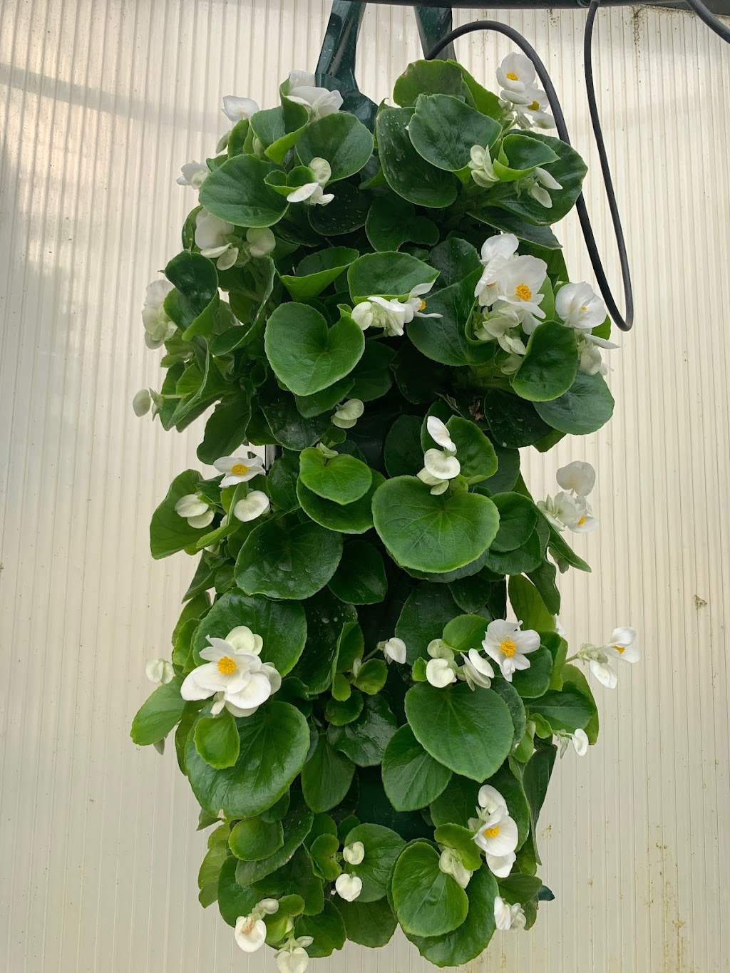 Berkies Bloomers | 4380 Wellington Rd S, London, ON N6E 3A2, Canada | Phone: (226) 984-1722