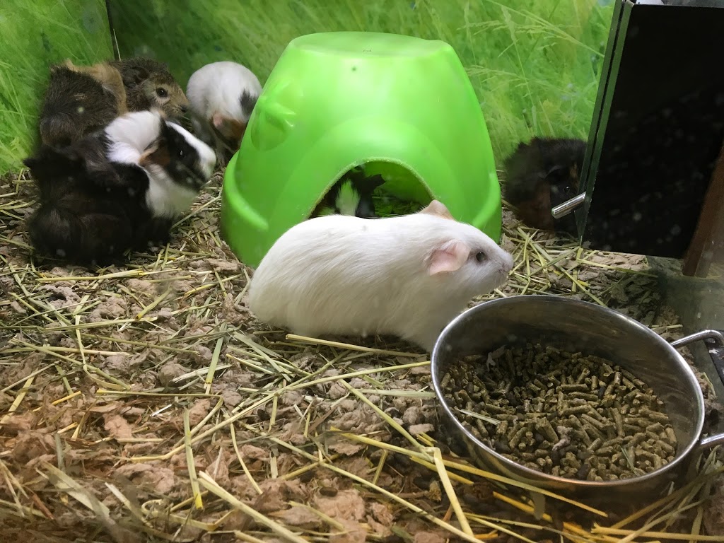 PetSmart | 655 Fairway Rd S, Kitchener, ON N2C 1X4, Canada | Phone: (519) 748-1889