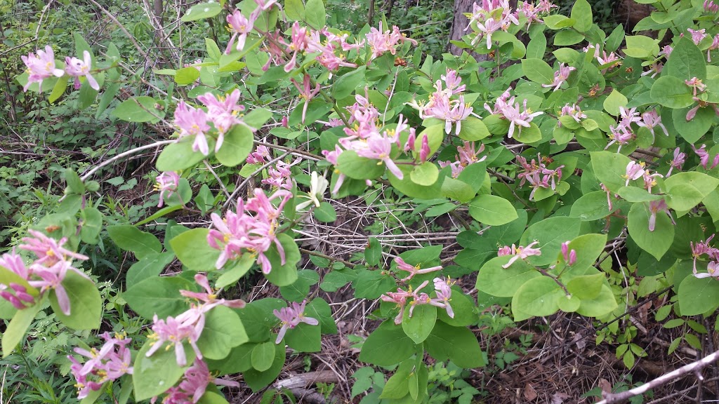 Dalewood Conservation Area | 10518 Dalewood Rd, St. Thomas, ON N5P 3T3, Canada | Phone: (519) 631-1009