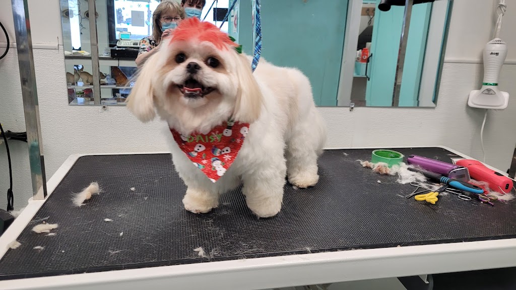 Clippity Do Dog | 3288 Nova Scotia Trunk 7, Lake Echo, NS B3E 1C6, Canada | Phone: (902) 402-1466
