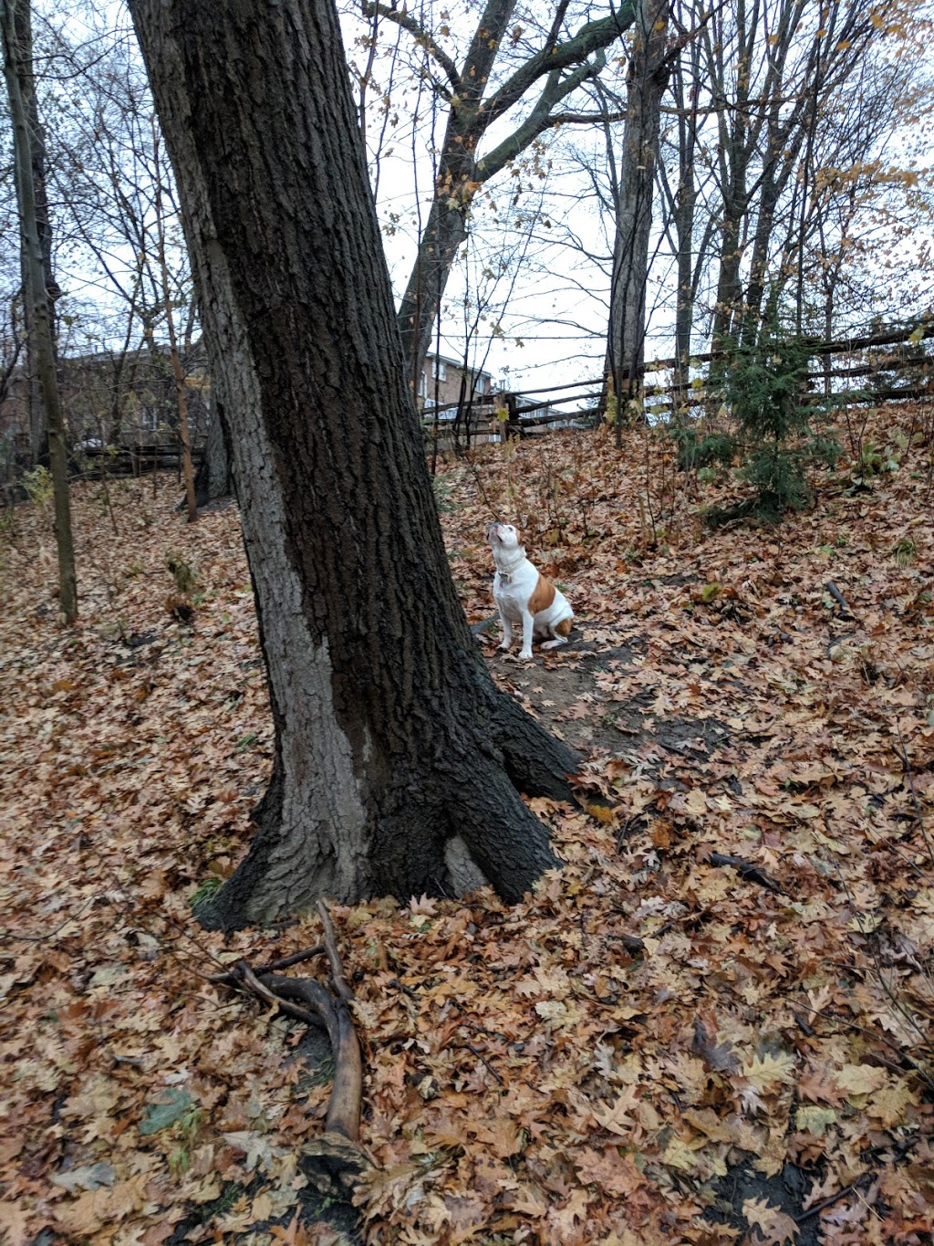 Cairns Avenue Parkette | 93 Cairns Ave, Toronto, ON M4L 1X6, Canada | Phone: (416) 338-4386