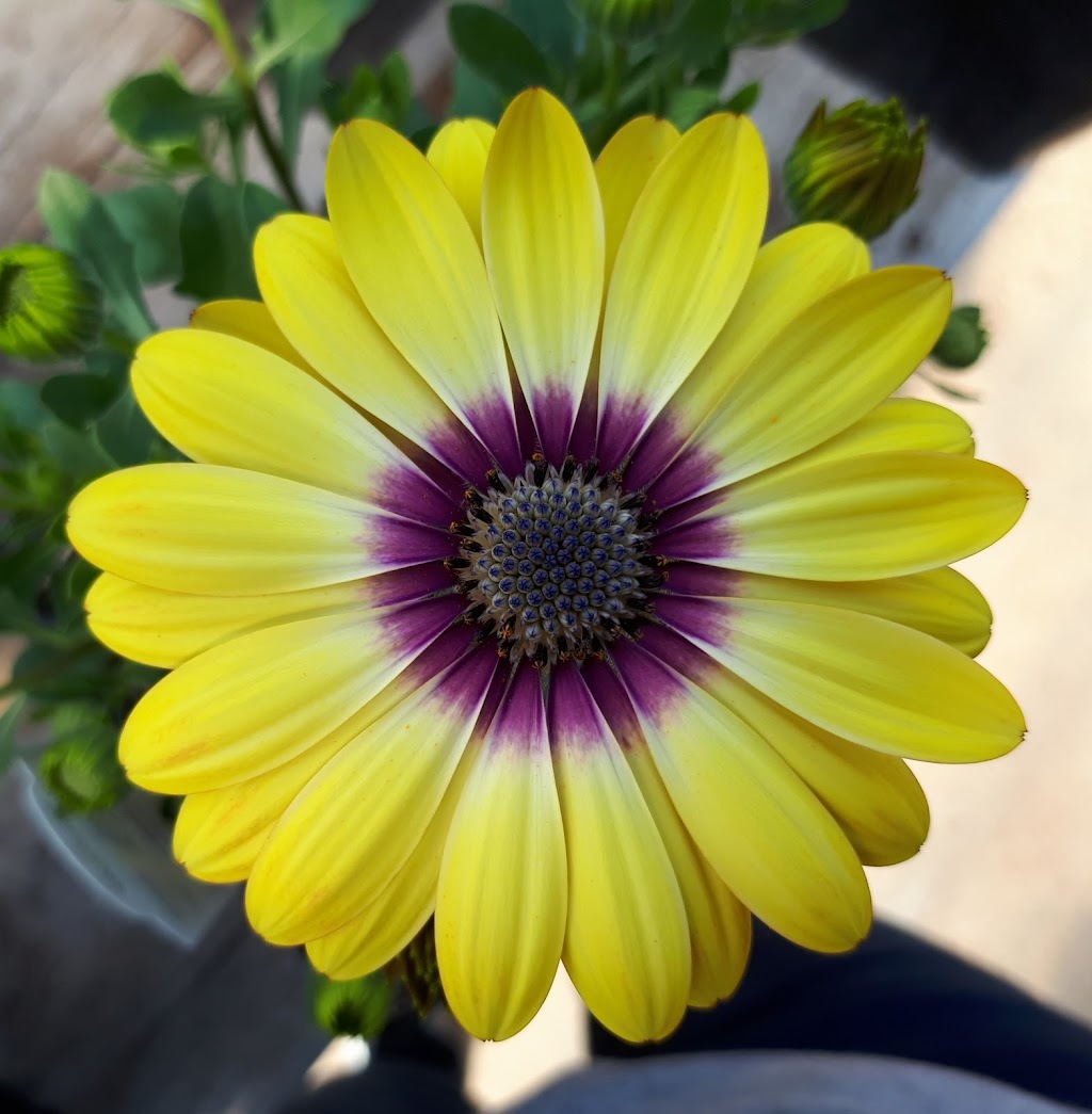 LCJ Greenhouses | 56102 Range Rd 241, Bon Accord, AB T0A 0K4, Canada | Phone: (780) 983-5871
