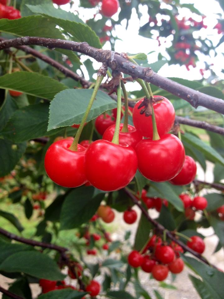 Cherry Lane | 4230 Victoria Ave, Vineland Station, ON L0R 2E0, Canada | Phone: (905) 562-4337 ext. 210