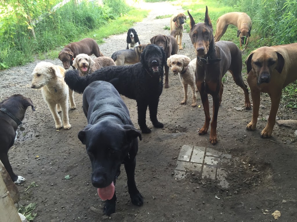 Dont Forget Me! Dog Boarding & Day Care | 5834 3rd Line, Tottenham, ON L0G 1W0, Canada | Phone: (416) 907-3052