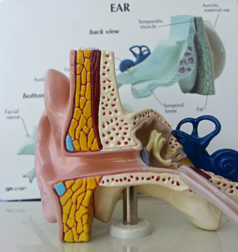 Scarborough Hearing Clinic | 4190 Finch Ave E #318, Scarborough, ON M1S 4T7, Canada | Phone: (416) 321-9020