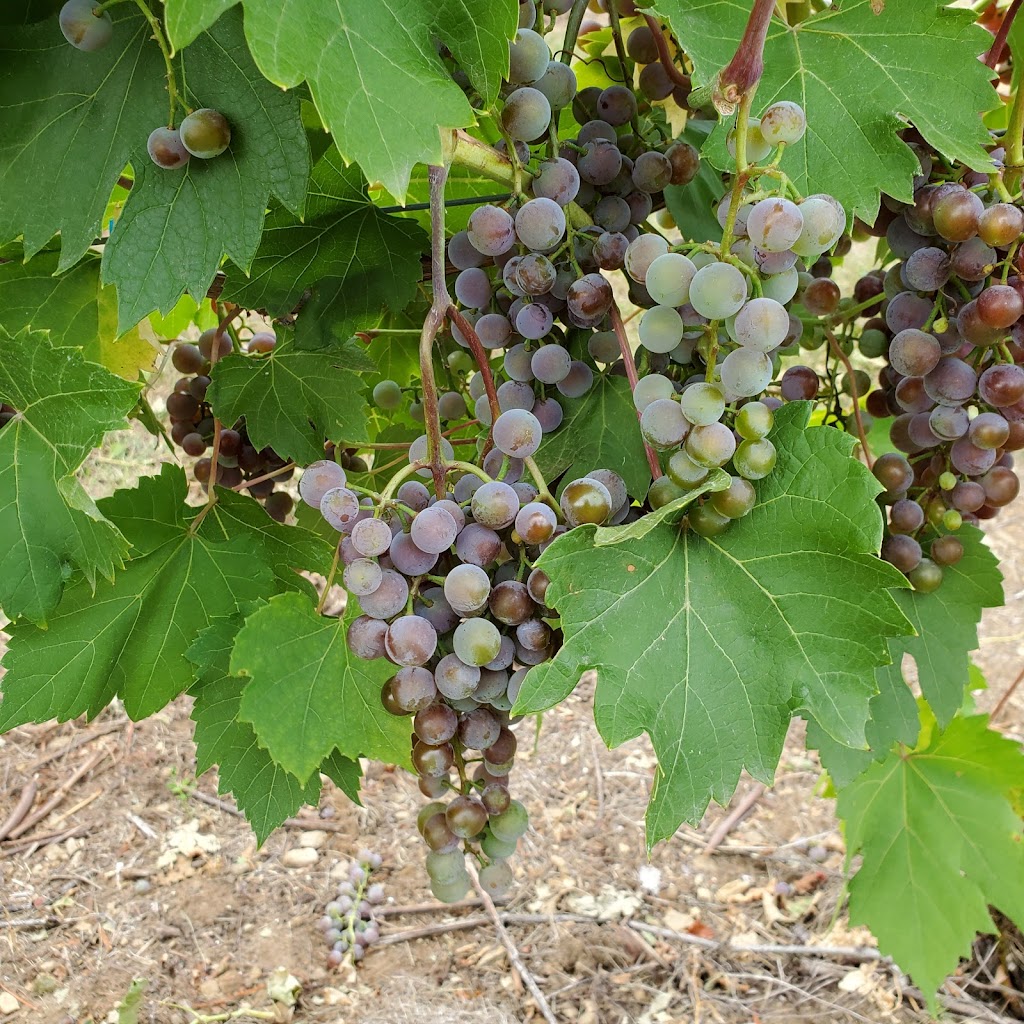 Richibucto River Wine Estate | 940 NB-495, Mundleville, NB E4W 2N5, Canada | Phone: (506) 523-9056