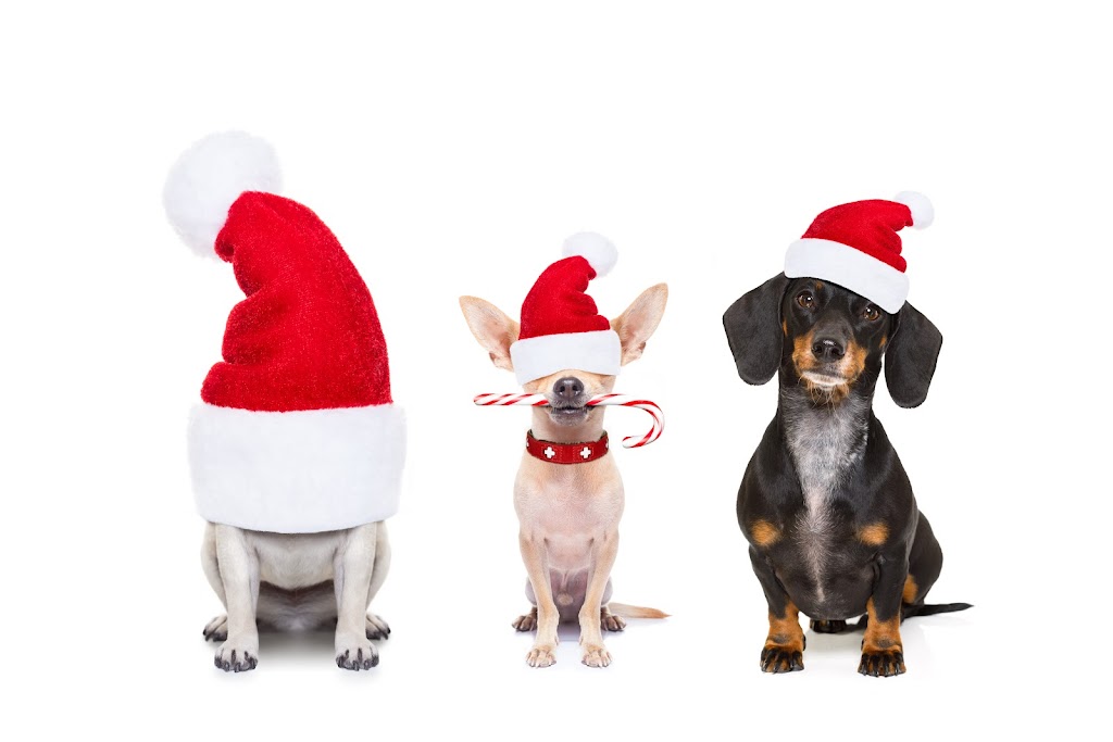 Toilettage gueule d’amour | 37 Rue Jeannine, Lanoraie, QC J0K 1E0, Canada | Phone: (438) 337-8948
