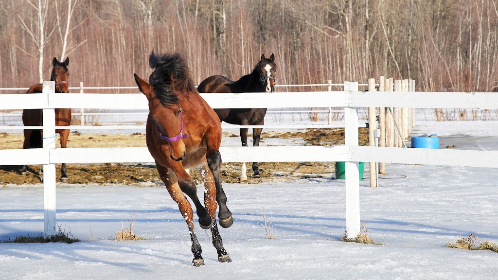 Northern Heaven | 104 Rang Thiersant, Saint-Louis, QC J0G 1K0, Canada | Phone: (514) 227-8602