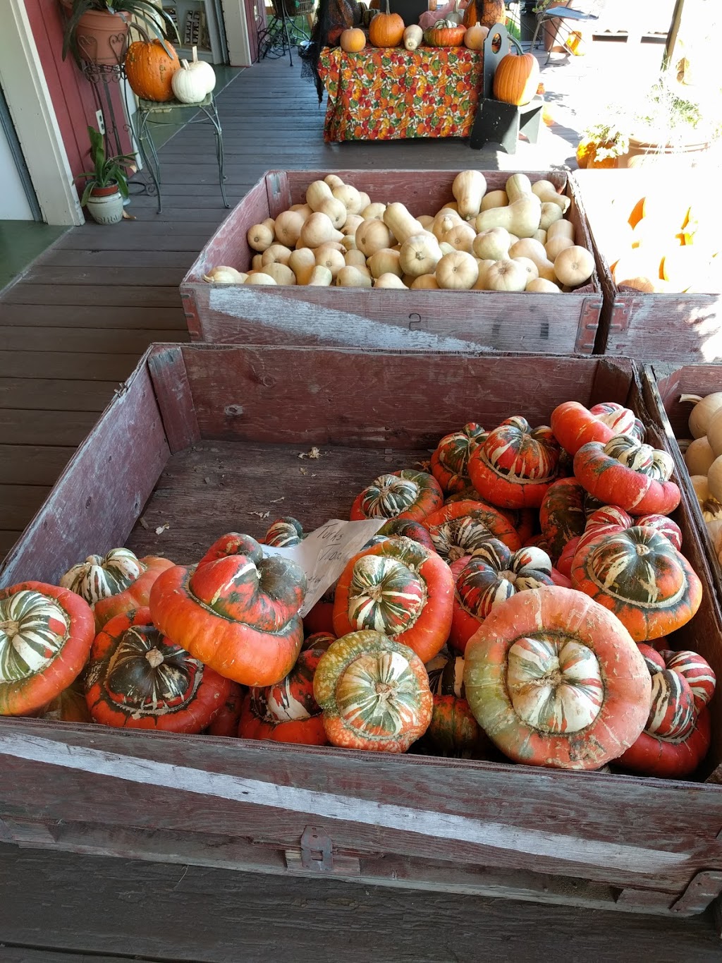 The Peach Pitt | 9701 Jones Flat Rd, Summerland, BC V0H 1Z3, Canada | Phone: (778) 516-7003
