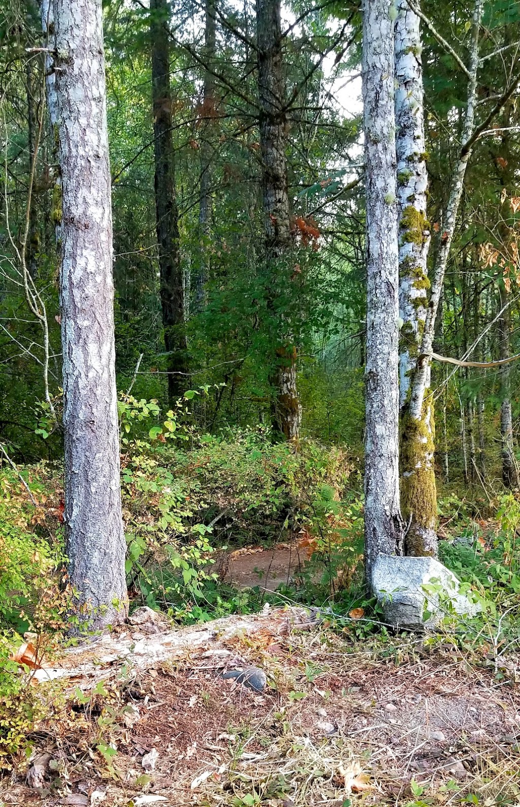 Chemainus River Campground | 8682 Trans-Canada Hwy, Chemainus, BC V0R 1K4, Canada | Phone: (250) 246-9357