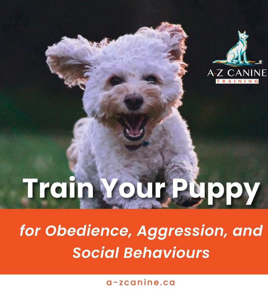 A-Z Canine Training | 7531 13th Ave, Burnaby, BC V3N 2E3, Canada | Phone: (604) 341-6509