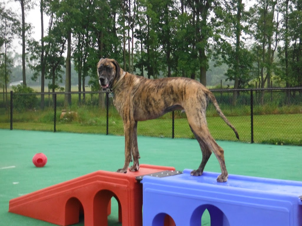Camp Canine | 12195 Fourth Line Nassagaweya, Rockwood, ON N0B 2K0, Canada | Phone: (519) 856-0355