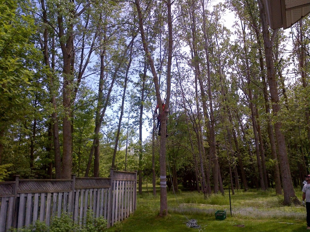 Mason Tree Services | 39 Margaret Ave N, Waterloo, ON N2J 3P3, Canada | Phone: (519) 503-1584
