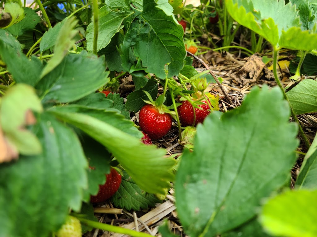 Fraisiere Bellevue | 410 Québec 271 N, Saint-Éphrem-de-Beauce, QC G0M 1R0, Canada | Phone: (418) 484-2634