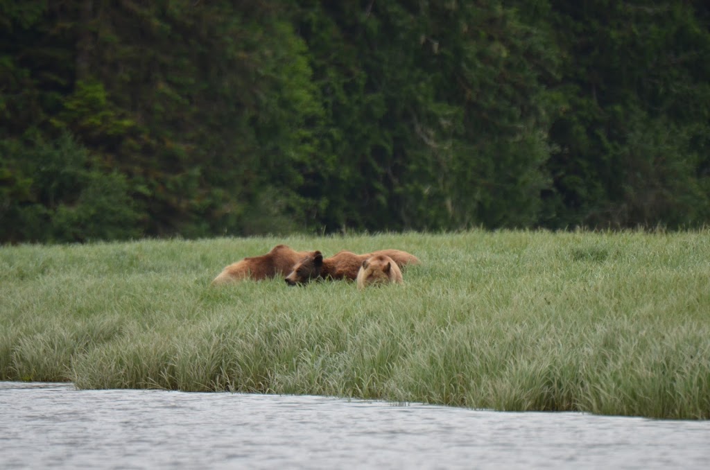 Knight Inlet Grizzly Bear viewing | The Coastal Waters of Southeast Alaska and, Mount Waddington A, BC, Canada | Phone: (250) 337-1953