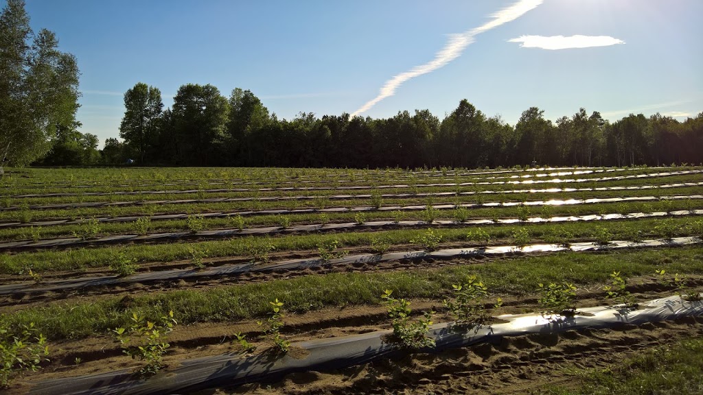 BerryGood Farms | 2295 County Rd 43, Kemptville, ON K0G 1J0, Canada