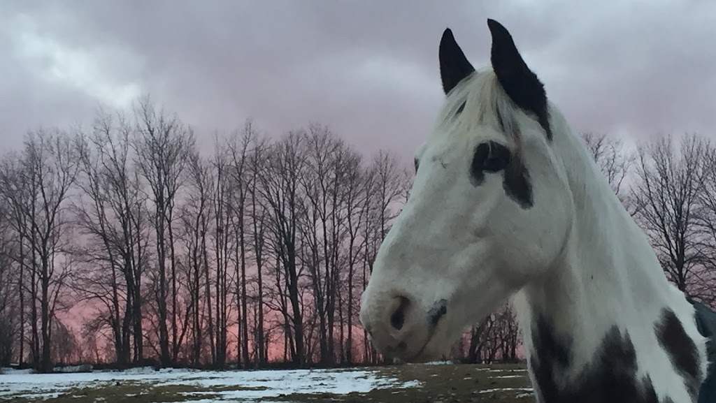 Talisman Equestrian | 4560 Hwy 7, Omemee, ON K0L 2W0, Canada | Phone: (705) 799-2581