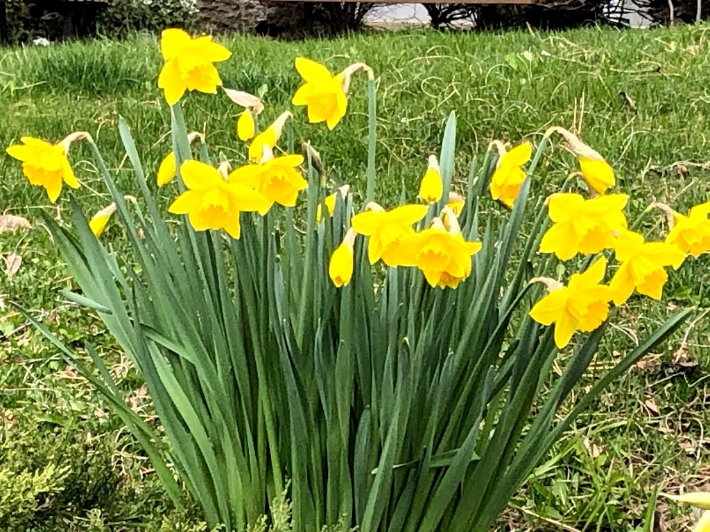 Kenaston Gardens Parkette | Kenaston Gardens Parkette, 12 Kenaston Gardens, North York, ON M2K 1G8, Canada | Phone: (416) 338-4386