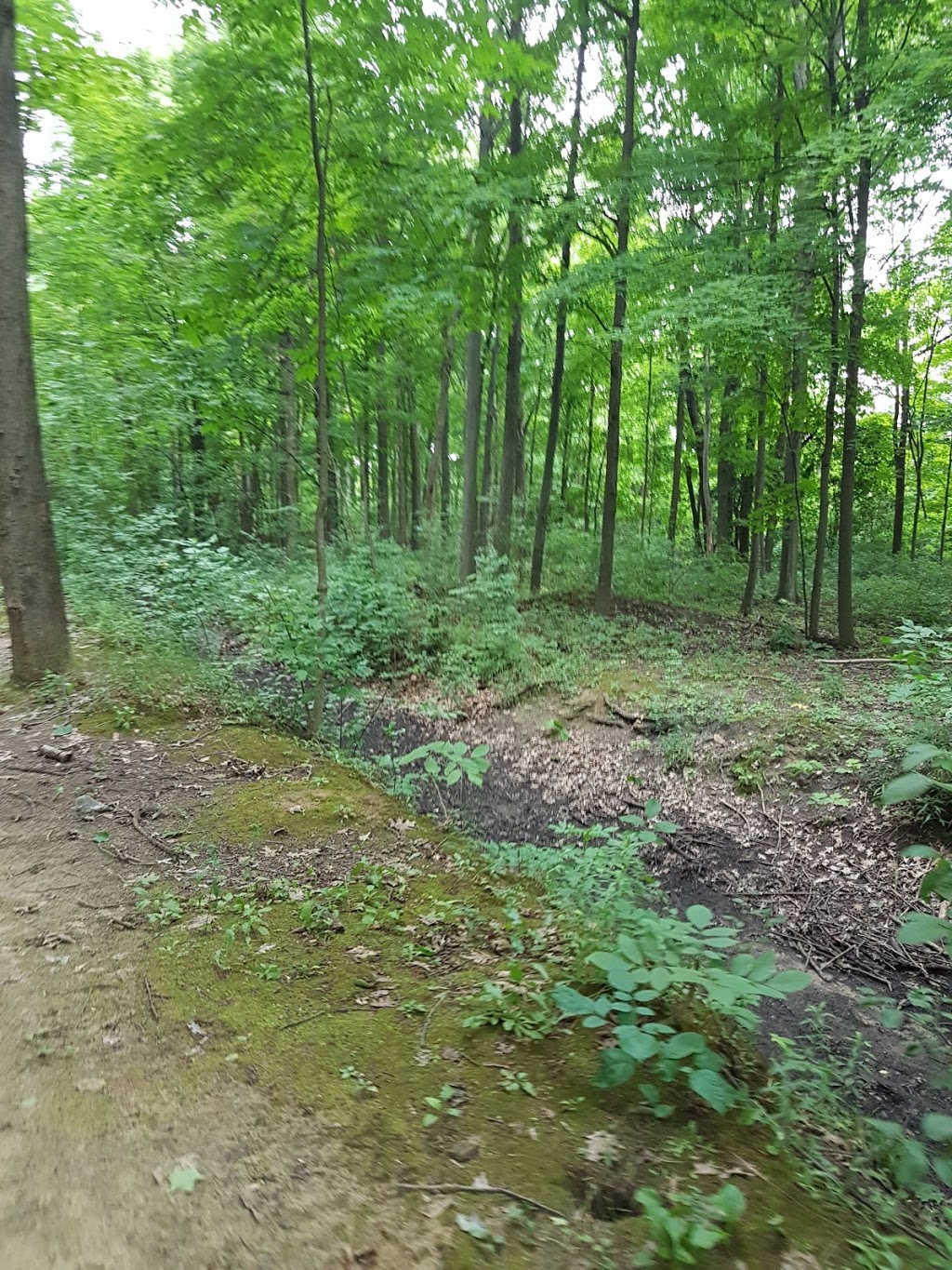 IdleWood park | 90 Harold Ave, Kitchener, ON N2A 2H8, Canada