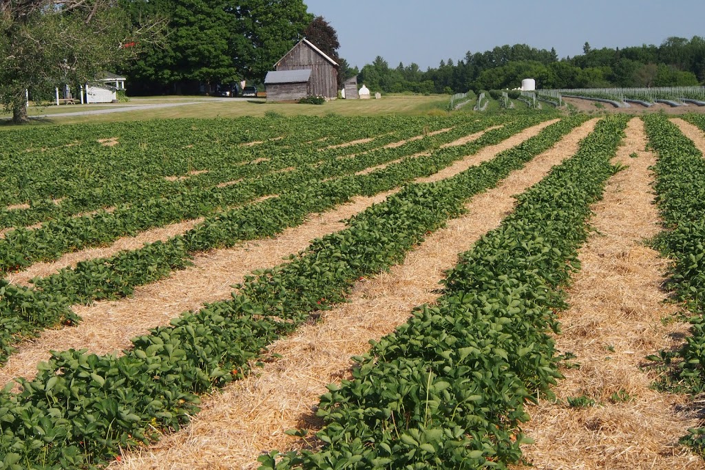McGregors Produce | Lochwinnoch Rd, Braeside, ON K0A 1G0, Canada | Phone: (613) 432-9726